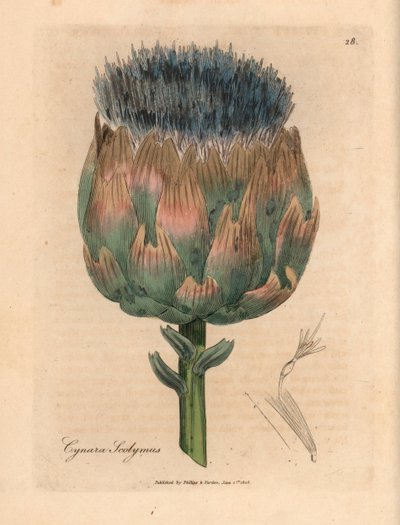 Blå og lilla blomstret artisjokk, Cynara scolymus, fra en botanisk illustrasjon av James Sowerby fra William Woodville og Sir William Jackson Hookers "Medical Botany" 1832 (håndfarget kobberstikk) av James (after) Sowerby