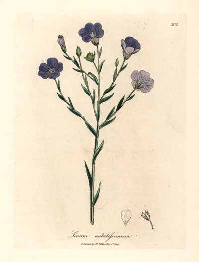 Blåblomstret lin, Linum usitatissimum, fra en botanisk illustrasjon av James Sowerby fra William Woodville og Sir William Jackson Hookers "Medical Botany" 1832 (håndfarget kobberstikk) av James (after) Sowerby