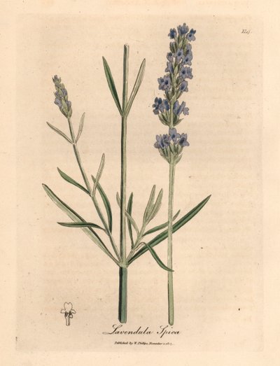 Blåblomstret lavendel, Lavandula spica, fra en botanisk illustrasjon av James Sowerby fra William Woodville og Sir William Jackson Hookers "Medical Botany" 1832 (håndfarget kobberstikk) av James (after) Sowerby