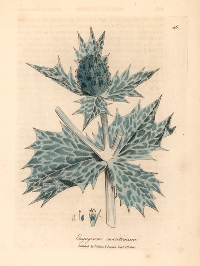 Blåblomstret kristtorn eller eryngo, Eryngium maritinum, fra en botanisk illustrasjon av James Sowerby fra William Woodville og Sir William Jackson Hookers "Medical Botany" 1832 (håndfarget kobberstikk) av James (after) Sowerby