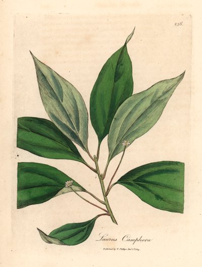 Kamfertre, Laurus camphora, fra en botanisk illustrasjon av James Sowerby fra William Woodville og Sir William Jackson Hookers "Medical Botany" 1832 (håndfarget kobberstikk) av James (after) Sowerby