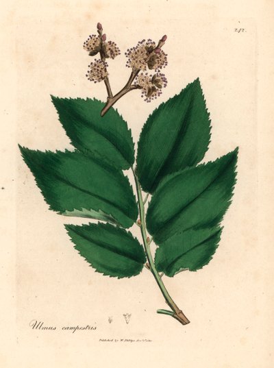 Vanlig almetre, Ulmus campestris, fra en botanisk illustrasjon av James Sowerby fra William Woodville og Sir William Jackson Hookers "Medical Botany" 1832 (håndfarget kobberstikk) av James (after) Sowerby