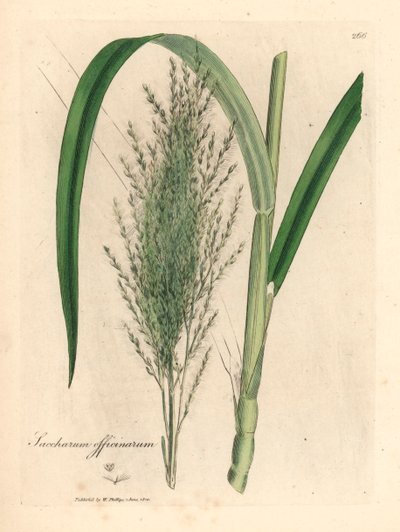 Vanlig sukkerrør, Saccharum officinarum, fra en botanisk illustrasjon av James Sowerby fra William Woodville og Sir William Jackson Hookers "Medical Botany" 1832 (håndfarget kobberstikk) av James (after) Sowerby