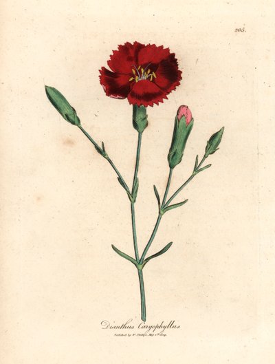 Crimson nellike, nellikrosa, Dianthus caryophyllus, fra en botanisk illustrasjon av James Sowerby fra William Woodville og Sir William Jackson Hookers "Medical Botany" 1832 (håndfarget kobberstikk) av James (after) Sowerby
