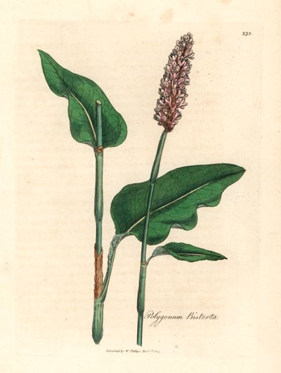 Greater bistort, Polygonum bistorta, fra en botanisk illustrasjon av James Sowerby fra William Woodville og Sir William Jackson Hookers "Medical Botany" 1832 (håndfarget kobberstikk) av James (after) Sowerby