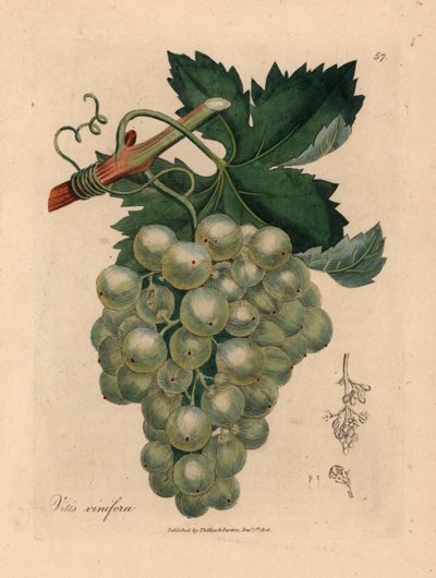 Grønne druer, vinranker og blader, Vitis vinifera, fra en botanisk illustrasjon av James Sowerby fra William Woodville og Sir William Jackson Hookers "Medical Botany" 1832 (håndfarget kobberstikk) av James (after) Sowerby