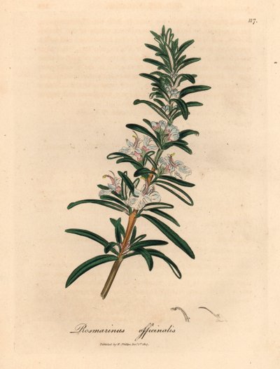 Lyseblå blomstret rosmarin, Rosmarinus officinalis, fra en botanisk illustrasjon av James Sowerby fra William Woodville og Sir William Jackson Hookers "Medical Botany" 1832 (håndfarget kobberstikk) av James (after) Sowerby