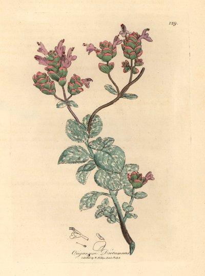 Syrinblomstret dittany av Kreta, Origanum dictamnus, fra en botanisk illustrasjon av James Sowerby fra William Woodville og Sir William Jackson Hookers "Medical Botany" 1832 (håndfarget kobberstikk) av James (after) Sowerby