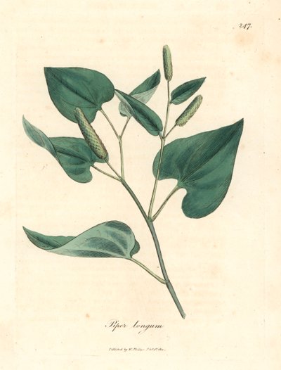 Lang pepper, Piper longum, fra en botanisk illustrasjon av James Sowerby fra William Woodville og Sir William Jackson Hookers "Medical Botany" 1832 (håndfarget kobberstikk) av James (after) Sowerby