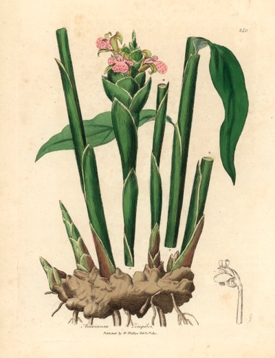 Smalbladet ingefær, Zingiber officinale , fra en botanisk illustrasjon av James Sowerby fra William Woodville og Sir William Jackson Hookers "Medical Botany" 1832 (håndfarget kobberstikk) av James (after) Sowerby