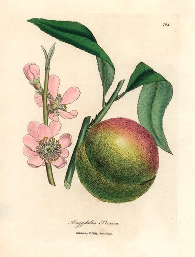 Ferskentre med moden frukt og rosa blomst, Amygdalus persica, fra en botanisk illustrasjon av James Sowerby fra William Woodville og Sir William Jackson Hookers "Medical Botany" 1832 (håndfarget kobberstikk) av James (after) Sowerby