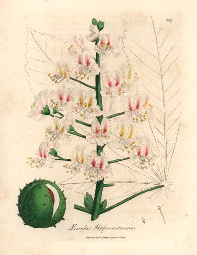 Rosa blomst og frukt av hestekastanjetreet, Aesculus hippocastanum, fra en botanisk illustrasjon av James Sowerby fra William Woodville og Sir William Jackson Hookers "Medical Botany" 1832 (håndfarget kobberstikk) av James (after) Sowerby