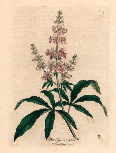 Rosa blomstret kyskt tre, Vitex agnus castus, fra en botanisk illustrasjon av James Sowerby fra William Woodville og Sir William Jackson Hookers "Medical Botany" 1832 (håndfarget kobberstikk) av James (after) Sowerby