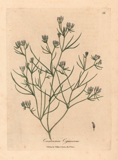 Rosa blomstret spisskummen, Cuminum cyminum, fra en botanisk illustrasjon av James Sowerby fra William Woodville og Sir William Jackson Hookers "Medical Botany" 1832 (håndfarget kobberstikk) av James (after) Sowerby