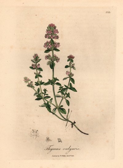 Rosa blomstret hagetimian, Thymus vulgaris, fra en botanisk illustrasjon av James Sowerby fra William Woodville og Sir William Jackson Hookers "Medical Botany" 1832 (håndfarget kobberstikk) av James (after) Sowerby