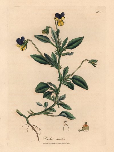 Lilla og gul stemorsblomst, Viola tricolor, fra en botanisk illustrasjon av James Sowerby fra William Woodville og Sir William Jackson Hookers "Medical Botany" 1832 (håndfarget kobberstikk) av James (after) Sowerby