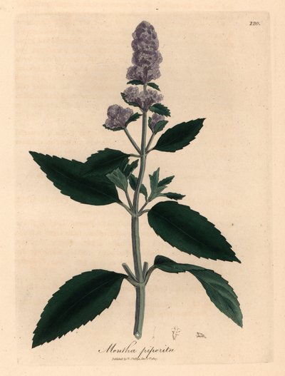 Lilla blomstret peppermynte, Mentha piperita, fra en botanisk illustrasjon av James Sowerby fra William Woodville og Sir William Jackson Hookers "Medical Botany" 1832 (håndfarget kobberstikk) av James (after) Sowerby