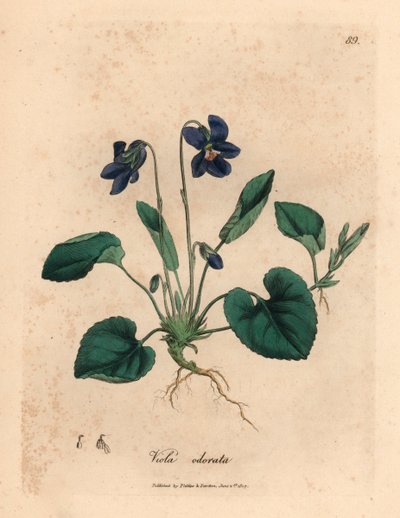 Lillablomstret søt fiolett, Viola odorata, fra en botanisk illustrasjon av James Sowerby fra William Woodville og Sir William Jackson Hookers "Medical Botany" 1832 (håndfarget kobberstikk) av James (after) Sowerby