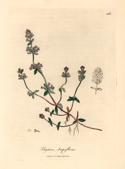 Lillablomstret villtimian, Thymus serpyllum, fra en botanisk illustrasjon av James Sowerby fra William Woodville og Sir William Jackson Hookers "Medical Botany" 1832 (håndfarget kobberstikk) av James (after) Sowerby
