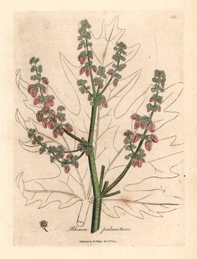 Rubarbblomster og stilk, bladomriss, Rheum palmatum, fra en botanisk illustrasjon av James Sowerby fra William Woodville og Sir William Jackson Hookers "Medical Botany" 1832 (håndfarget kobberstikk) av James (after) Sowerby