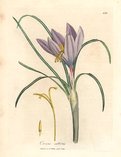 Saffronkrokus, Crocus sativus, fra en botanisk illustrasjon av James Sowerby fra William Woodville og Sir William Jackson Hookers "Medical Botany" 1832 (håndfarget kobberstikk) av James (after) Sowerby