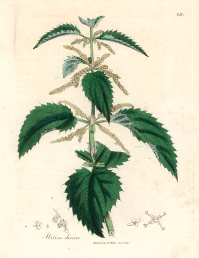 Brennesle, Urtica dioica, fra en botanisk illustrasjon av James Sowerby fra William Woodville og Sir William Jackson Hookers "Medical Botany" 1832 (håndfarget kobberstikk) av James (after) Sowerby