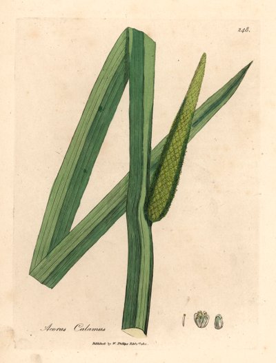 Søtt flagg, Acorus calamus, fra en botanisk illustrasjon av James Sowerby fra William Woodville og Sir William Jackson Hookers "Medical Botany" 1832 (håndfarget kobberstikk) av James (after) Sowerby