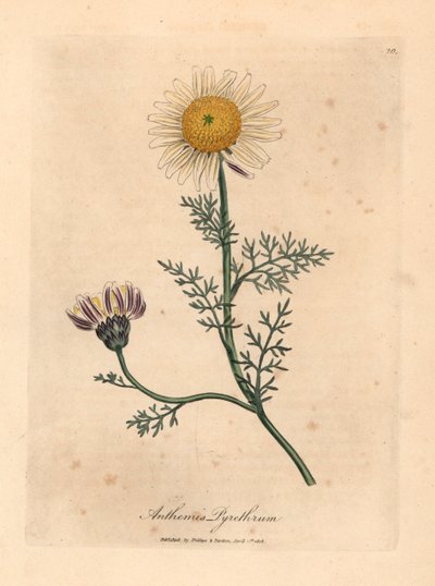 Hvit og gul spansk kamille, Anthemis pyrethrum, fra en botanisk illustrasjon av James Sowerby fra William Woodville og Sir William Jackson Hookers "Medical Botany" 1832 (håndfarget kobberstikk) av James (after) Sowerby