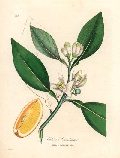 Hvit blomst og moden fruktsegment av appelsintreet, Citrus aurantium, fra en botanisk illustrasjon av James Sowerby fra William Woodville og Sir William Jackson Hookers "Medical Botany" 1832 (håndfarget kobberstikk) av James (after) Sowerby