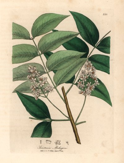 Hvitt blomstret mahognitre, Swietenia mahogani, fra en botanisk illustrasjon av James Sowerby fra William Woodville og Sir William Jackson Hookers "Medical Botany" 1832 (håndfarget kobberstikk) av James (after) Sowerby