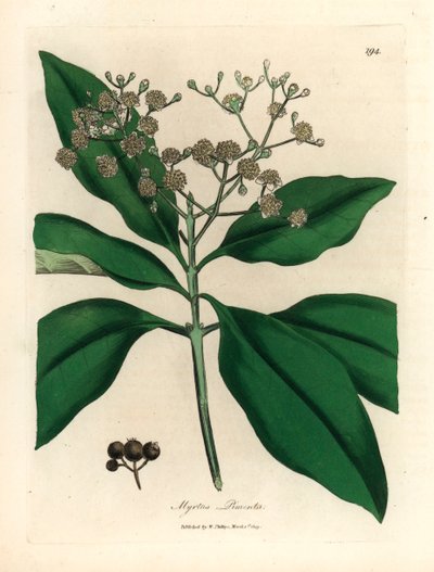 Hvitblomstret kryddertre, Myrtus pimenta, fra en botanisk illustrasjon av James Sowerby fra William Woodville og Sir William Jackson Hookers "Medical Botany" 1832 (håndfarget kobberstikk) av James (after) Sowerby
