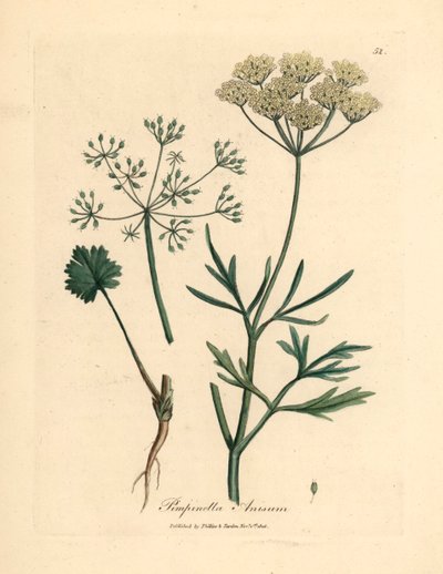 Hvitblomstret anis, Pimpinella anisum, fra en botanisk illustrasjon av James Sowerby fra William Woodville og Sir William Jackson Hookers "Medical Botany" 1832 (håndfarget kobberstikk) av James (after) Sowerby