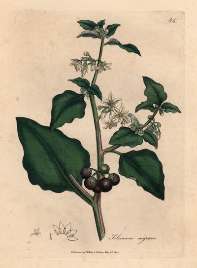 Hvitblomstrede, svarte bær, hagenattskygge, Solanum nigrum, fra en botanisk illustrasjon av James Sowerby fra William Woodville og Sir William Jackson Hookers "Medical Botany" 1832 (håndfarget kobberstikk) av James (after) Sowerby