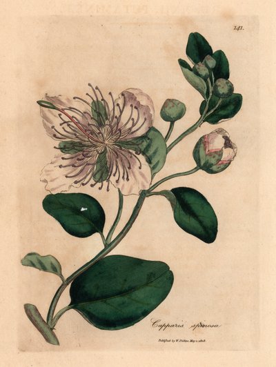 Hvitblomstret kapersbusk, Capparis spinosa, fra en botanisk illustrasjon av James Sowerby fra William Woodville og Sir William Jackson Hookers "Medical Botany" 1832 (håndfarget kobberstikk) av James (after) Sowerby