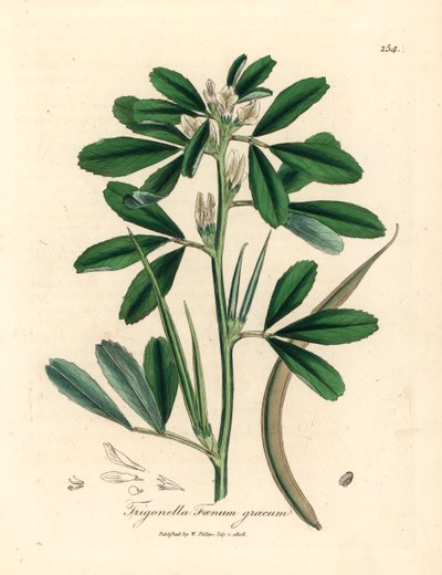 Hvitblomstret bukkehornkløver med frøkapsel, Trigonella foenum graecum, fra en botanisk illustrasjon av James Sowerby fra William Woodville og Sir William Jackson Hookers "Medical Botany" 1832 (håndfarget kobberstikk) av James (after) Sowerby