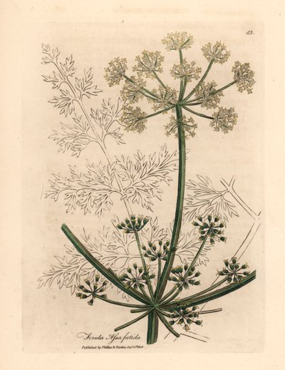 Hvitblomstret gigantisk fennikel eller asafetida, Ferula assafoetida, fra en botanisk illustrasjon av James Sowerby fra William Woodville og Sir William Jackson Hookers "Medical Botany" 1832 (håndfarget kobberstikk) av James (after) Sowerby