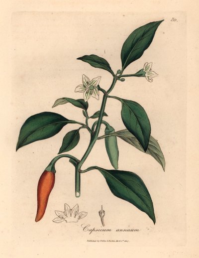 Hvitblomstret, scarlet guinea pepper, Capsicum annuum , fra en botanisk illustrasjon av James Sowerby fra William Woodville og Sir William Jackson Hookers "Medical Botany" 1832 (håndfarget kobberstikk) av James (after) Sowerby
