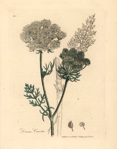 Hvitblomstret vill gulrotplante, Daucus carota, fra en botanisk illustrasjon av James Sowerby fra William Woodville og Sir William Jackson Hookers "Medical Botany" 1832 (håndfarget kobberstikk) av James (after) Sowerby