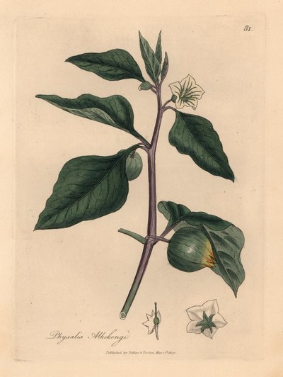 Hvitblomstret vinterkirsebær, Physalis alkekengi, fra en botanisk illustrasjon av James Sowerby fra William Woodville og Sir William Jackson Hookers "Medical Botany" 1832 (håndfarget kobberstikk) av James (after) Sowerby
