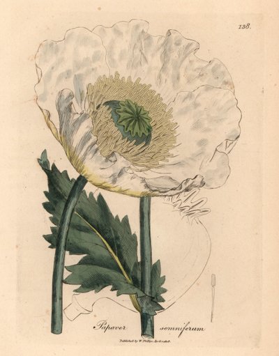 Hvit valmue, Papaver somniferum, fra en botanisk illustrasjon av James Sowerby fra William Woodville og Sir William Jackson Hookers "Medical Botany" 1832 (håndfarget kobberstikk) av James (after) Sowerby