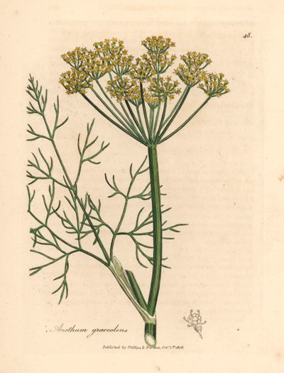 Gulblomstret dill, Anethum graveolens, fra en botanisk illustrasjon av James Sowerby fra William Woodville og Sir William Jackson Hookers "Medical Botany" 1832 (håndfarget kobberstikk) av James (after) Sowerby