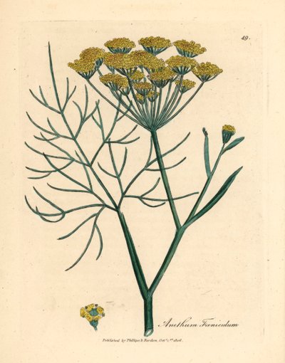 Gulblomstret fennikel, Anethum foeniculum, fra en botanisk illustrasjon av James Sowerby fra William Woodville og Sir William Jackson Hookers "Medical Botany" 1832 (håndfarget kobberstikk) av James (after) Sowerby