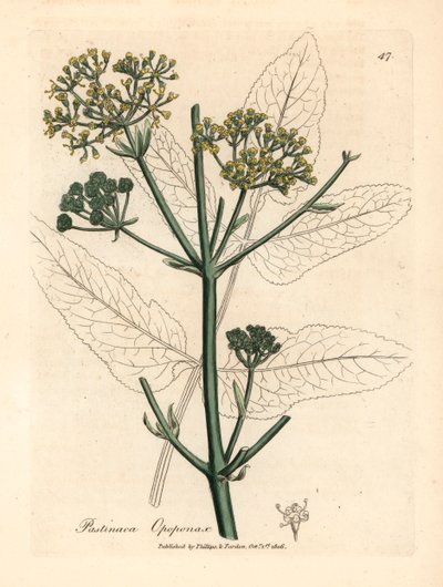 Gulblomstret opopanax eller grov pastinak, Pastinaca opopanax, fra en botanisk illustrasjon av James Sowerby fra William Woodville og Sir William Jackson Hookers "Medical Botany" 1832 (håndfarget kobberstikk) av James (after) Sowerby
