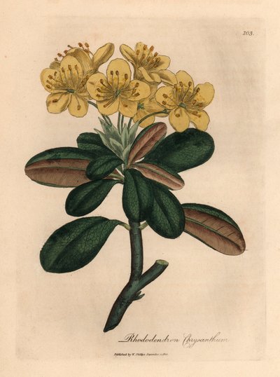Gulblomstret rhododendron, Rhododendron krysantemum, fra en botanisk illustrasjon av James Sowerby fra William Woodville og Sir William Jackson Hookers "Medical Botany" 1832 (håndfarget kobberstikk) av James (after) Sowerby
