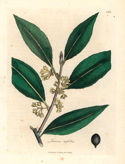 Gulblomstrede søte laurbærblad, Laurus nobilis, fra en botanisk illustrasjon av James Sowerby fra William Woodville og Sir William Jackson Hookers "Medical Botany" 1832 (håndfarget kobberstikk) av James (after) Sowerby