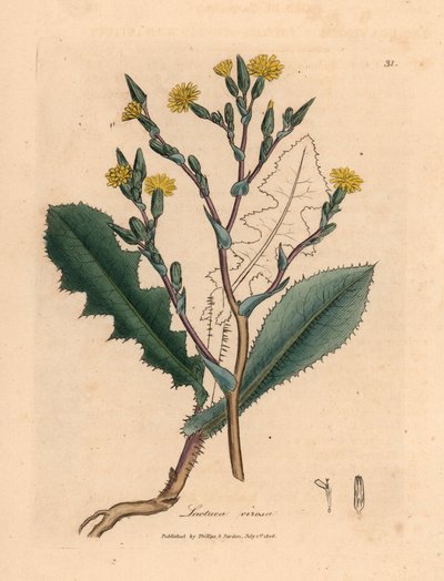 Gulblomstret villsalat, Lactuca virosa, fra en botanisk illustrasjon av James Sowerby fra William Woodville og Sir William Jackson Hookers "Medical Botany" 1832 (håndfarget kobberstikk) av James (after) Sowerby