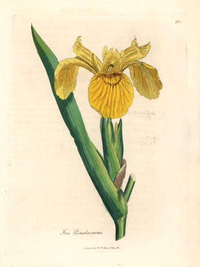 Gult vannflagg, Iris pseudocorus, fra en botanisk illustrasjon av James Sowerby fra William Woodville og Sir William Jackson Hookers "Medical Botany" 1832 (håndfarget kobberstikk) av James (after) Sowerby