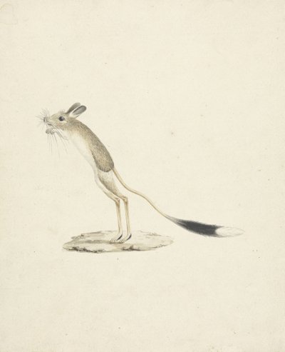 Jerboa nr. 4 (wc over grafitt på papir) av James 1730 94 Bruce