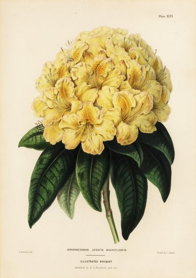 Gylden rhododendron, Rhodendron aureum magniflorum av James Andrews