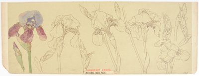 Botaniske studier, 1900-30 (wc på papir) av James Atherton